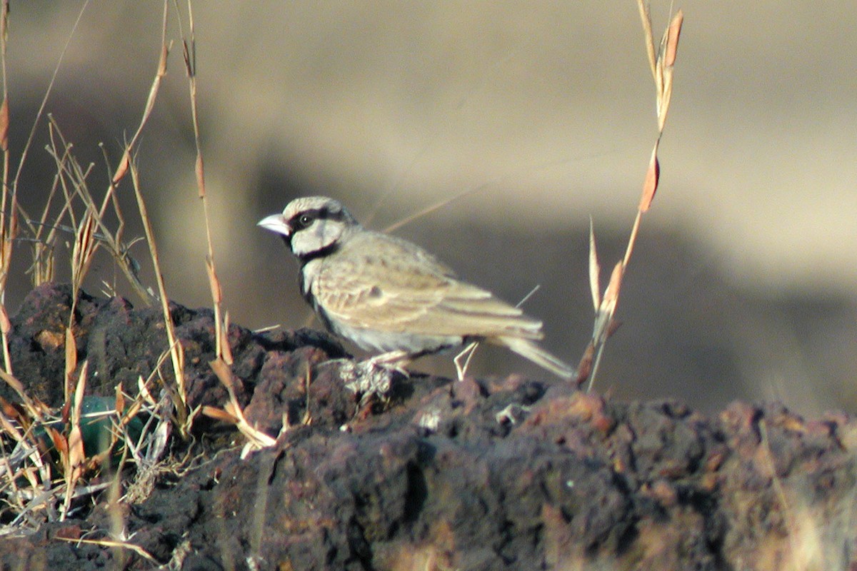Ashy-crowned Sparrow-Lark - ML322122851