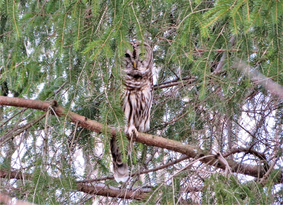 Barred Owl - ML322124141