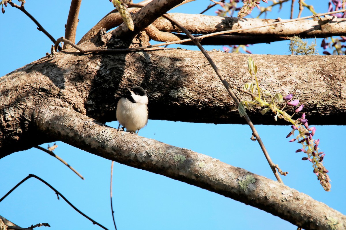 Carolina Chickadee - ML322130631