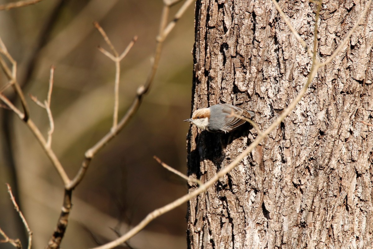 Brown-headed Nuthatch - ML322130751