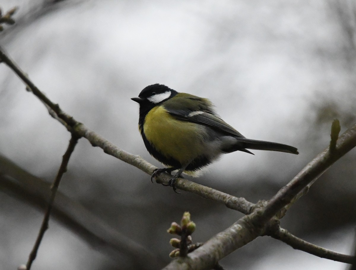 Great Tit - ML322130881