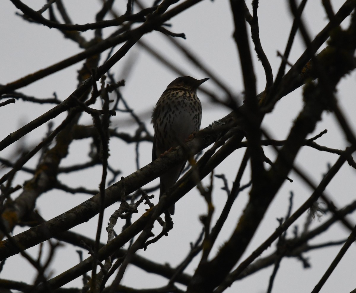 Song Thrush - ML322131311
