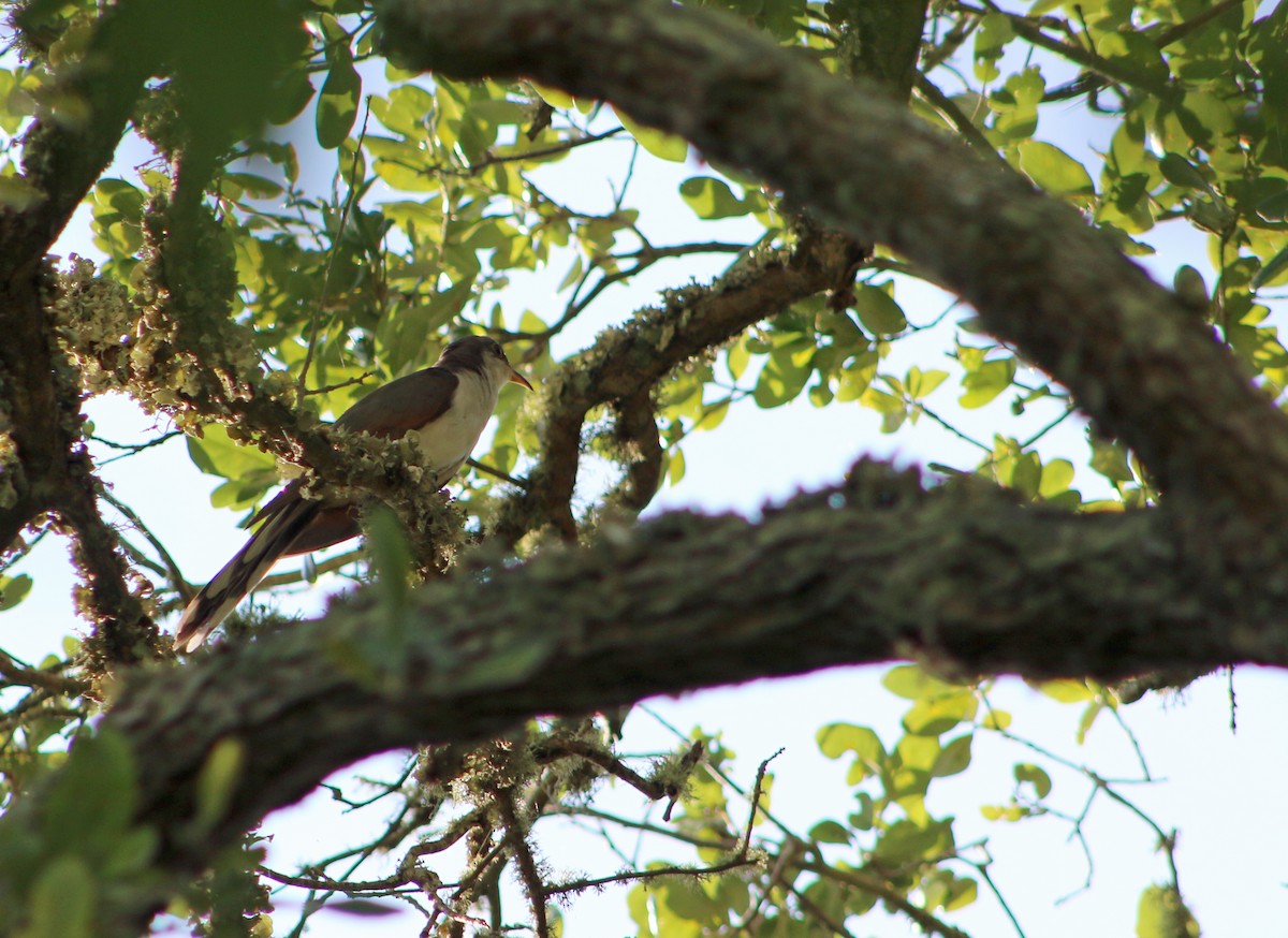 Yellow-billed Cuckoo - ML32213291