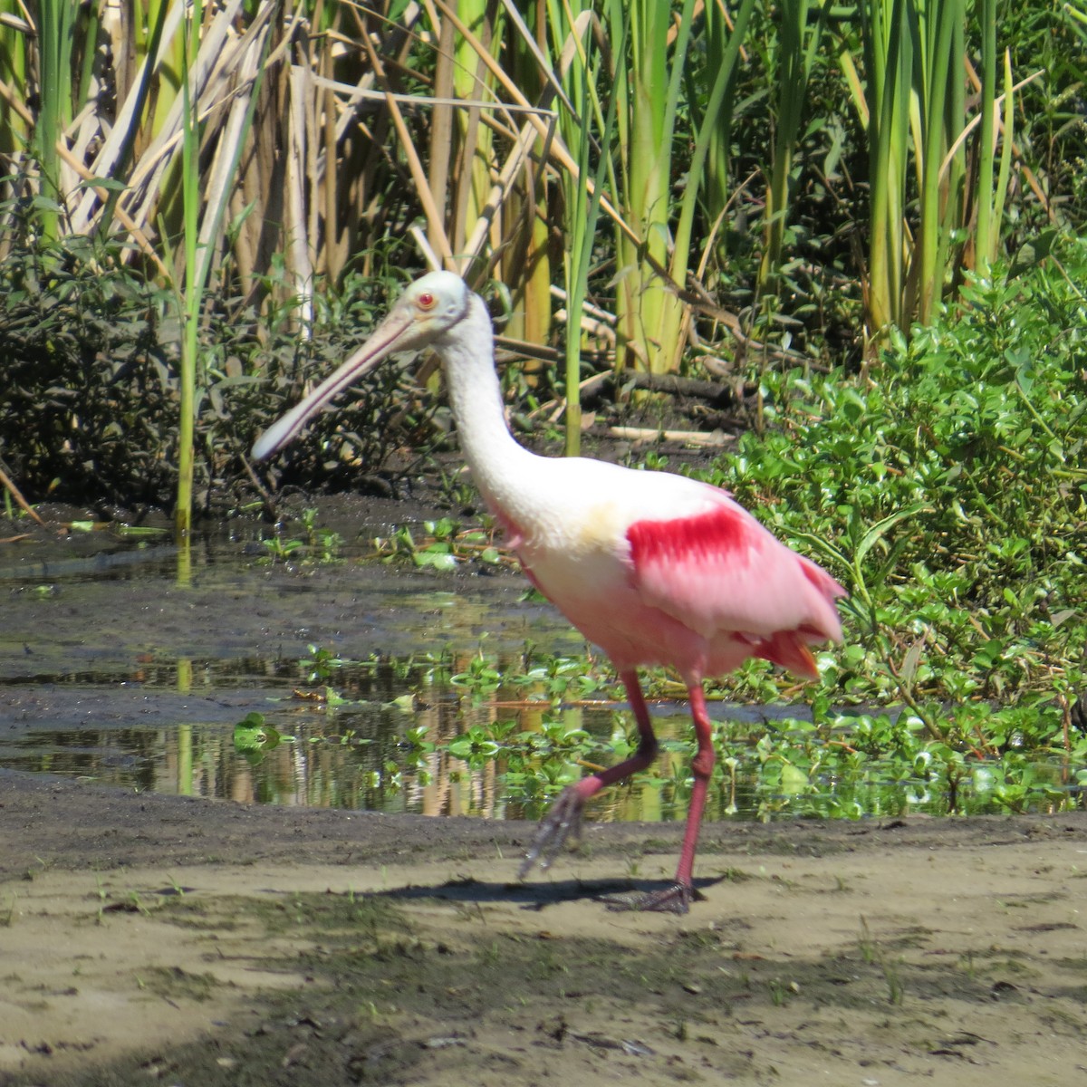 Roseate Spoonbill - ML322134661