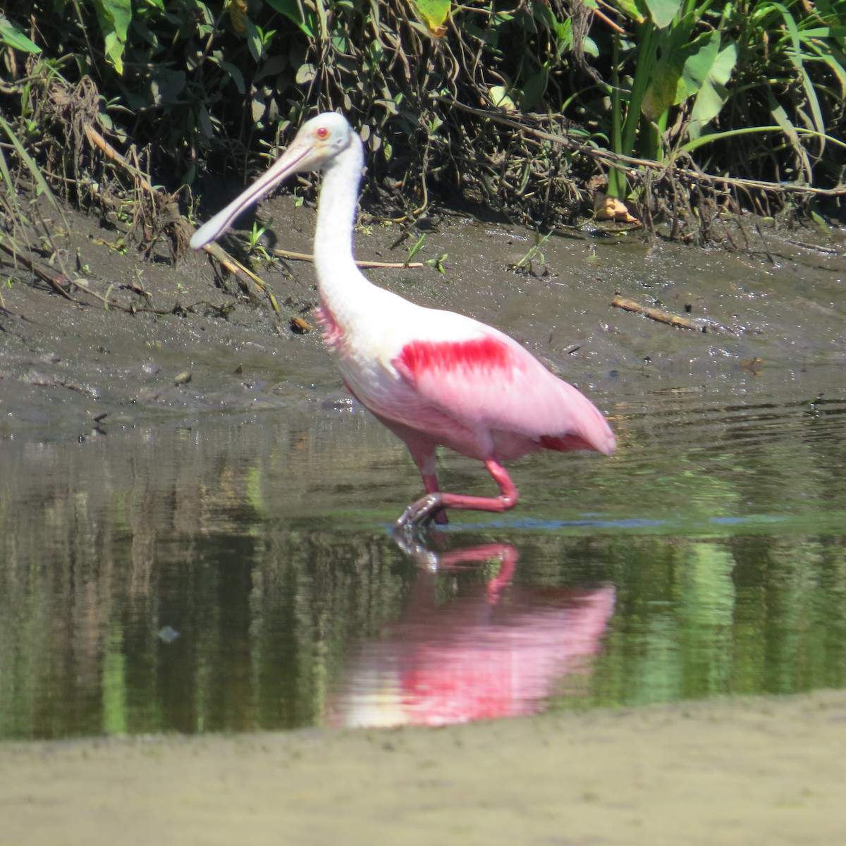 Roseate Spoonbill - ML322134831