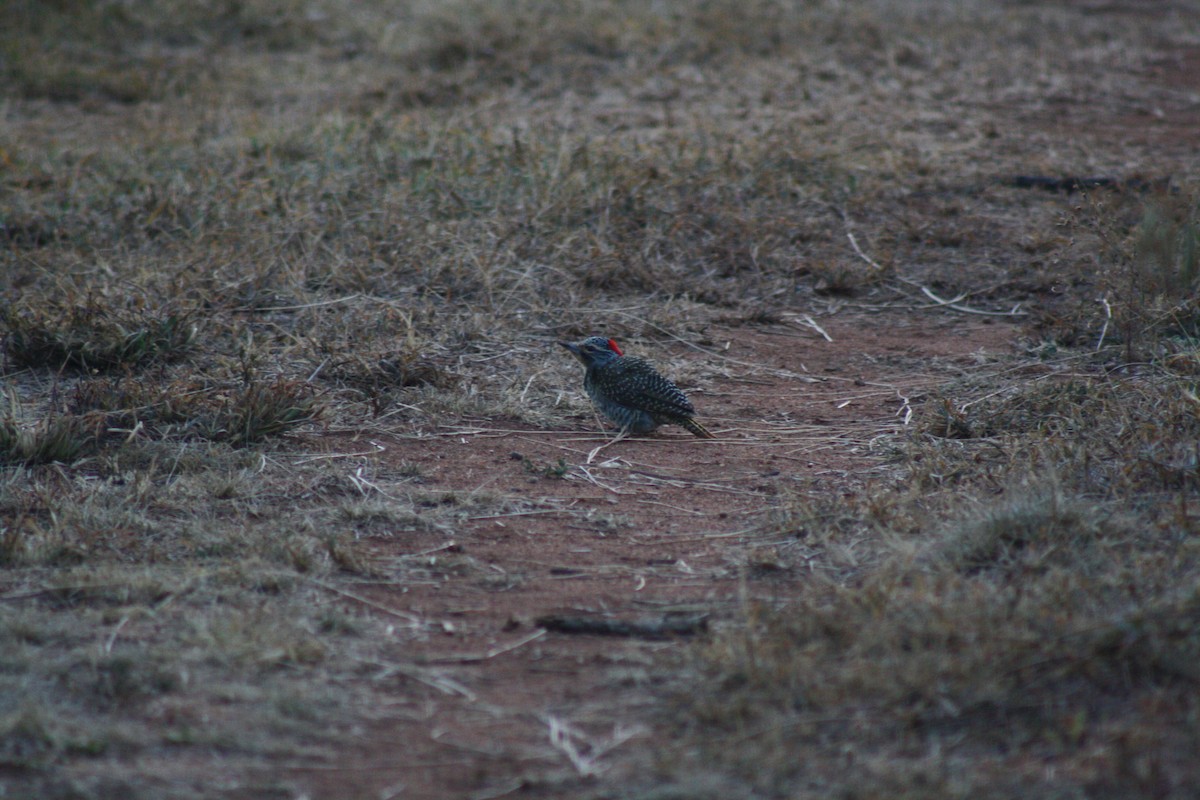 Nubian Woodpecker - ML32213551