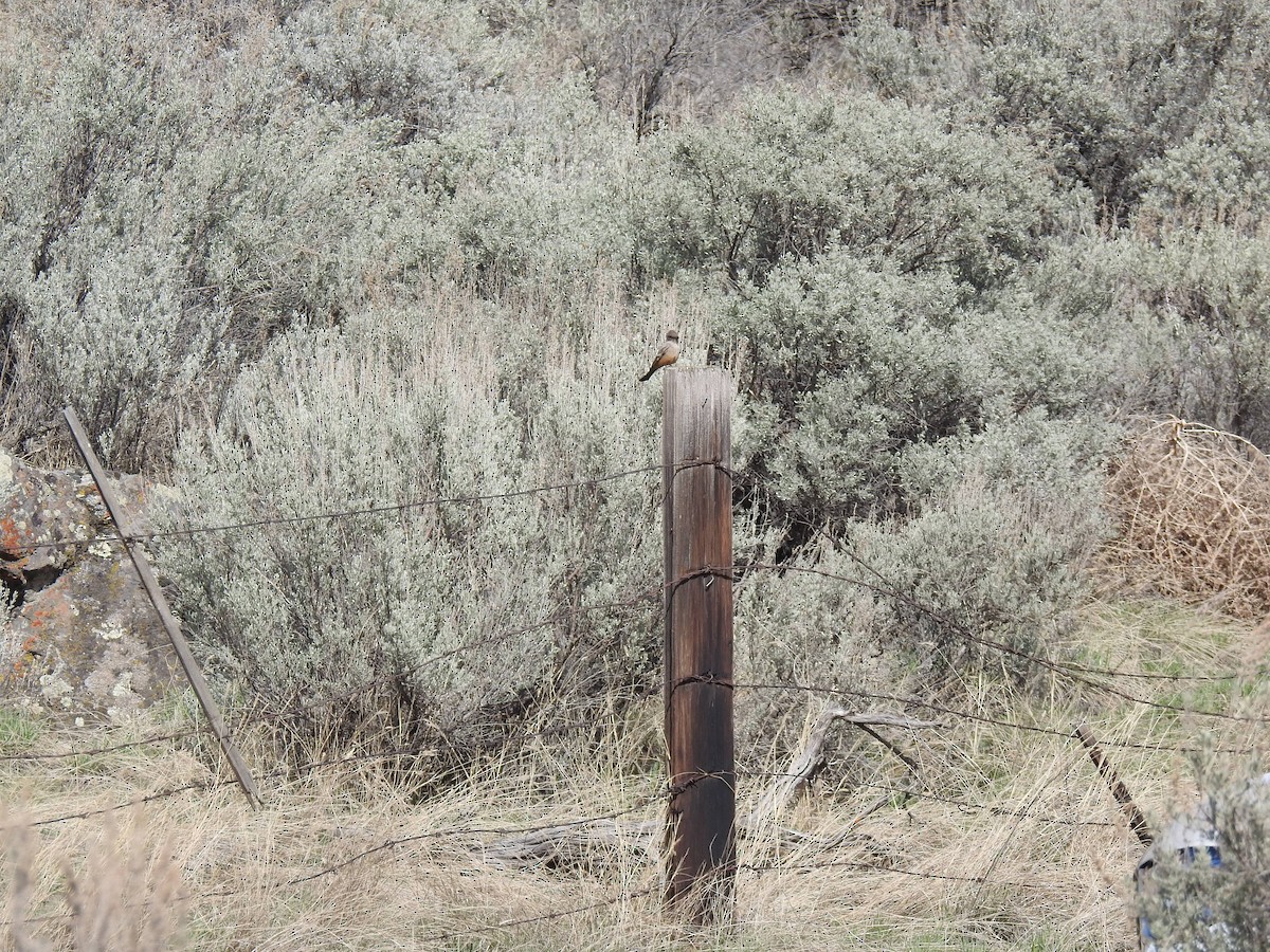 Say's Phoebe - ML322139001
