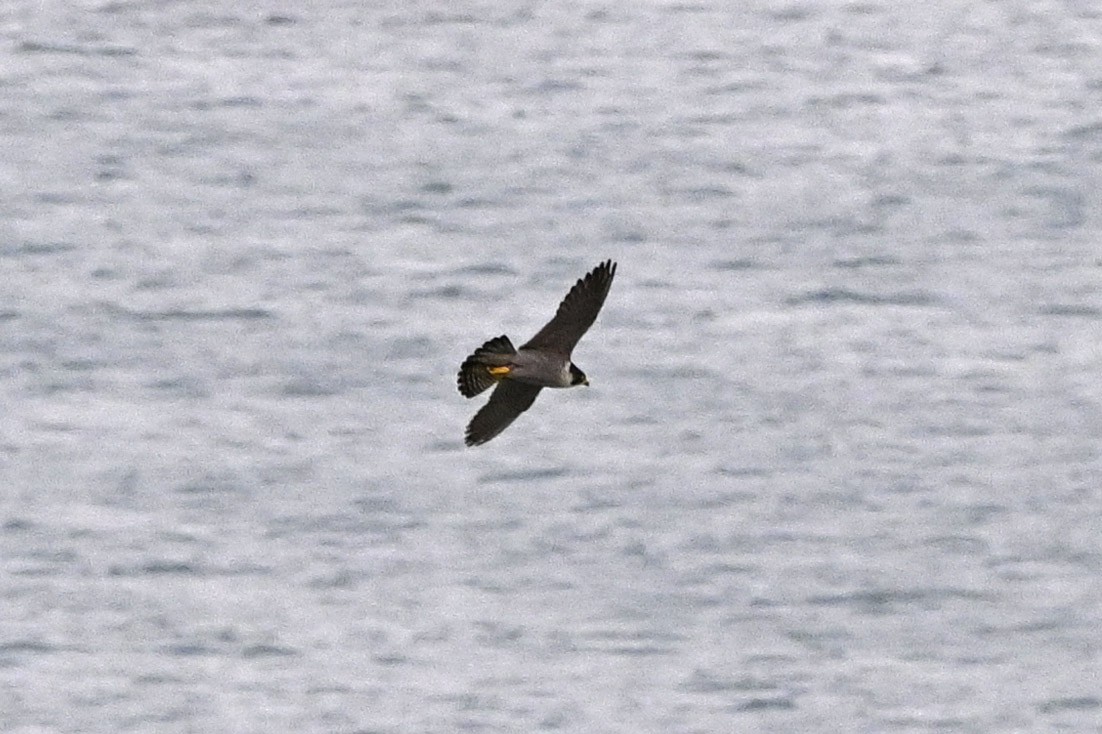 Peregrine Falcon - ML322139021