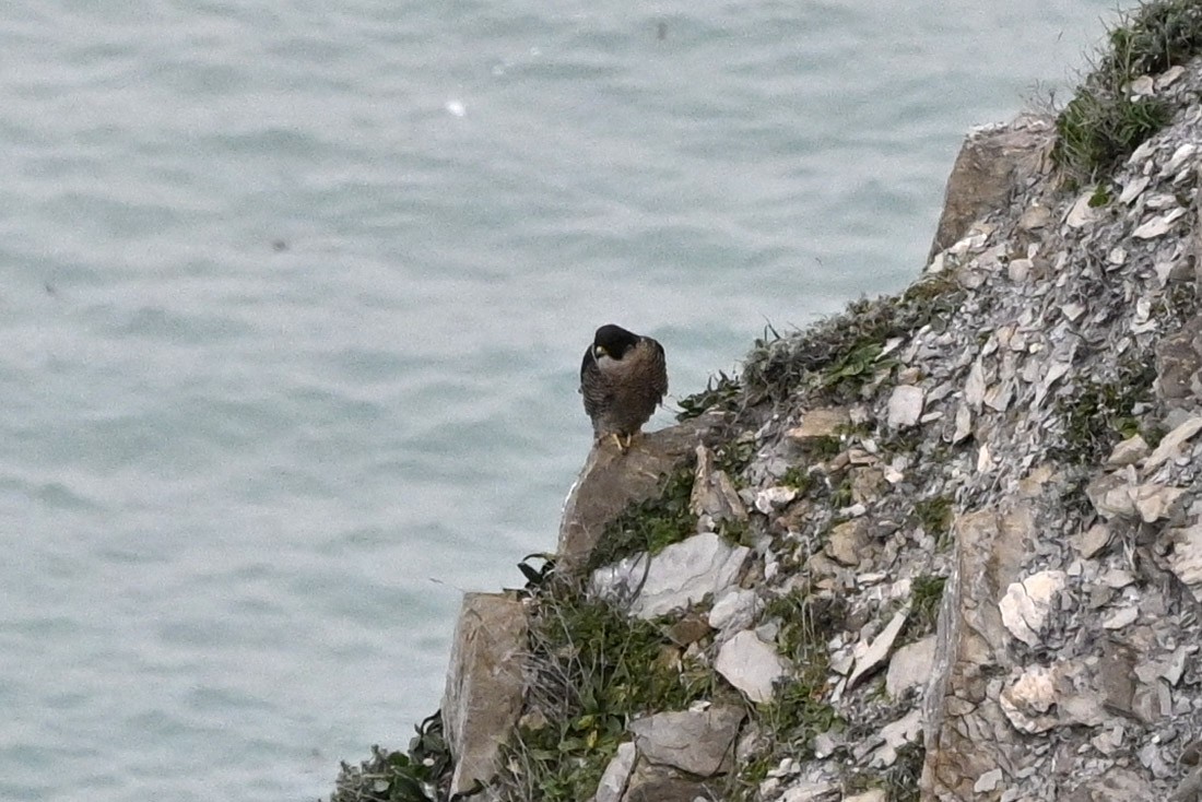 Peregrine Falcon - ML322139031