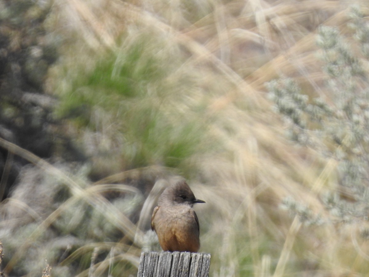 Say's Phoebe - ML322139221