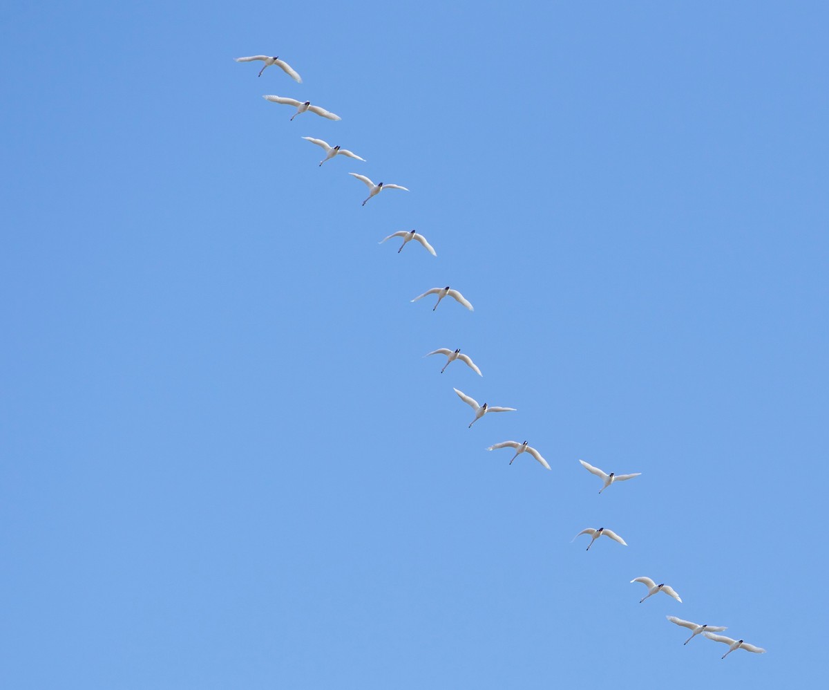 Tundra Swan - ML322139261