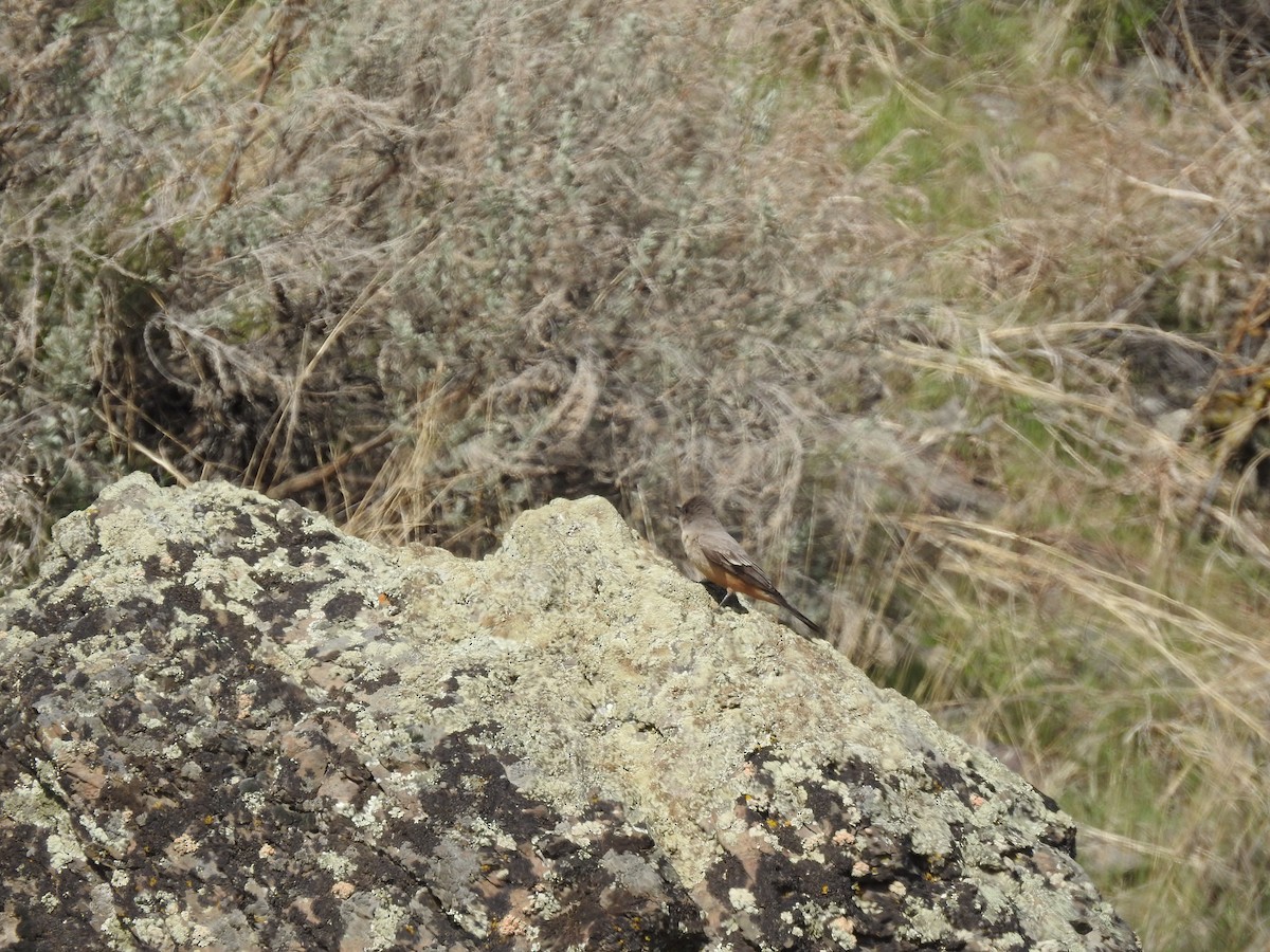 Say's Phoebe - ML322139381