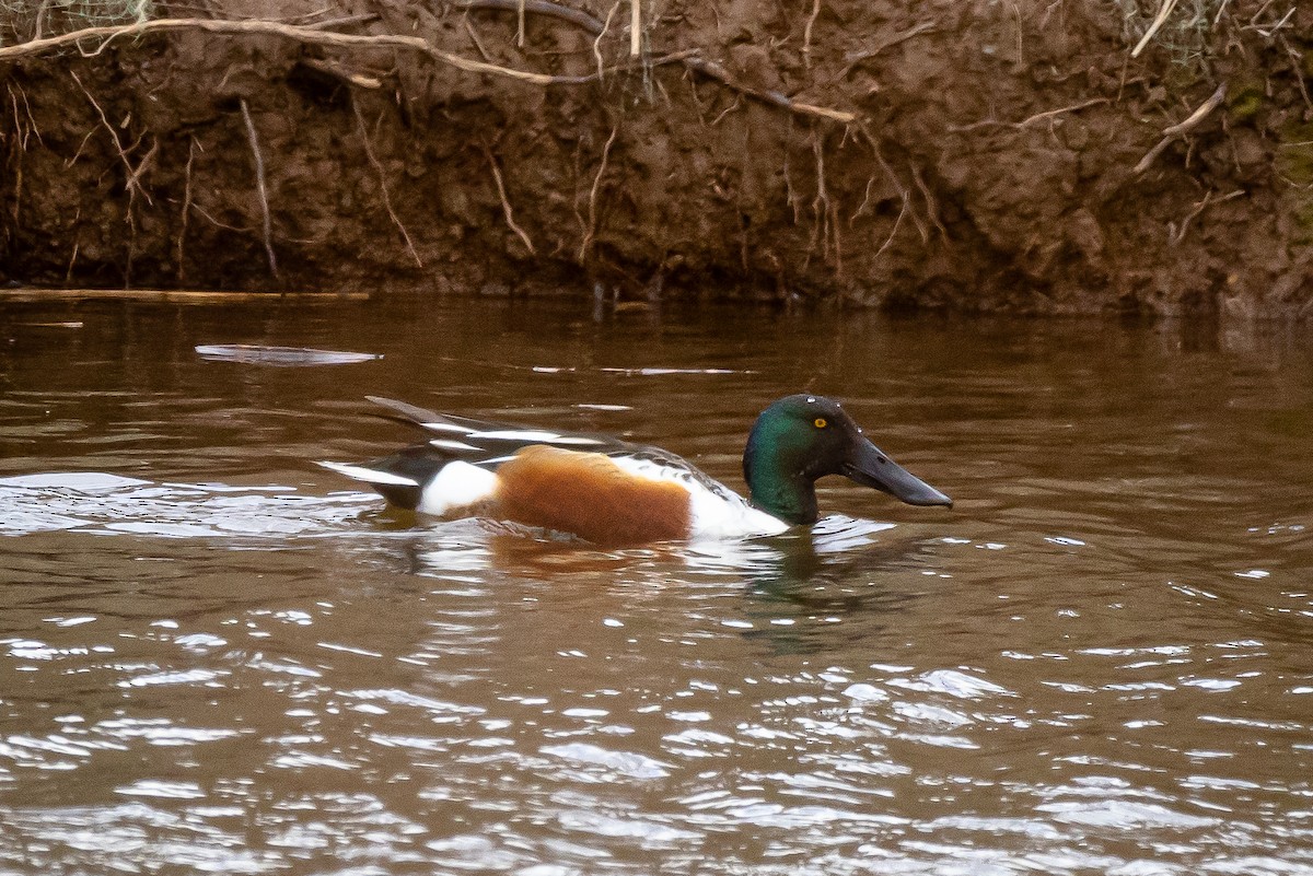 Northern Shoveler - Josh Cooper