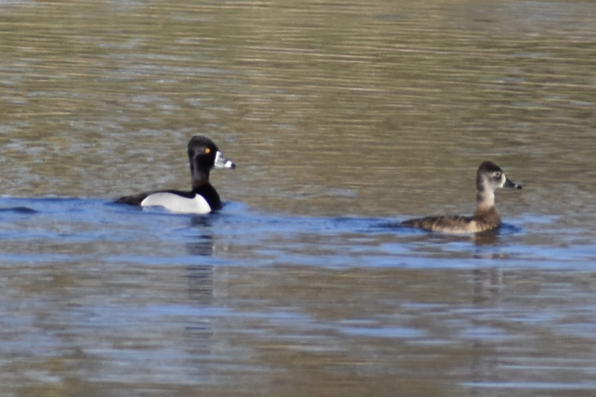 Ring-necked Duck - Nathan O'Reilly