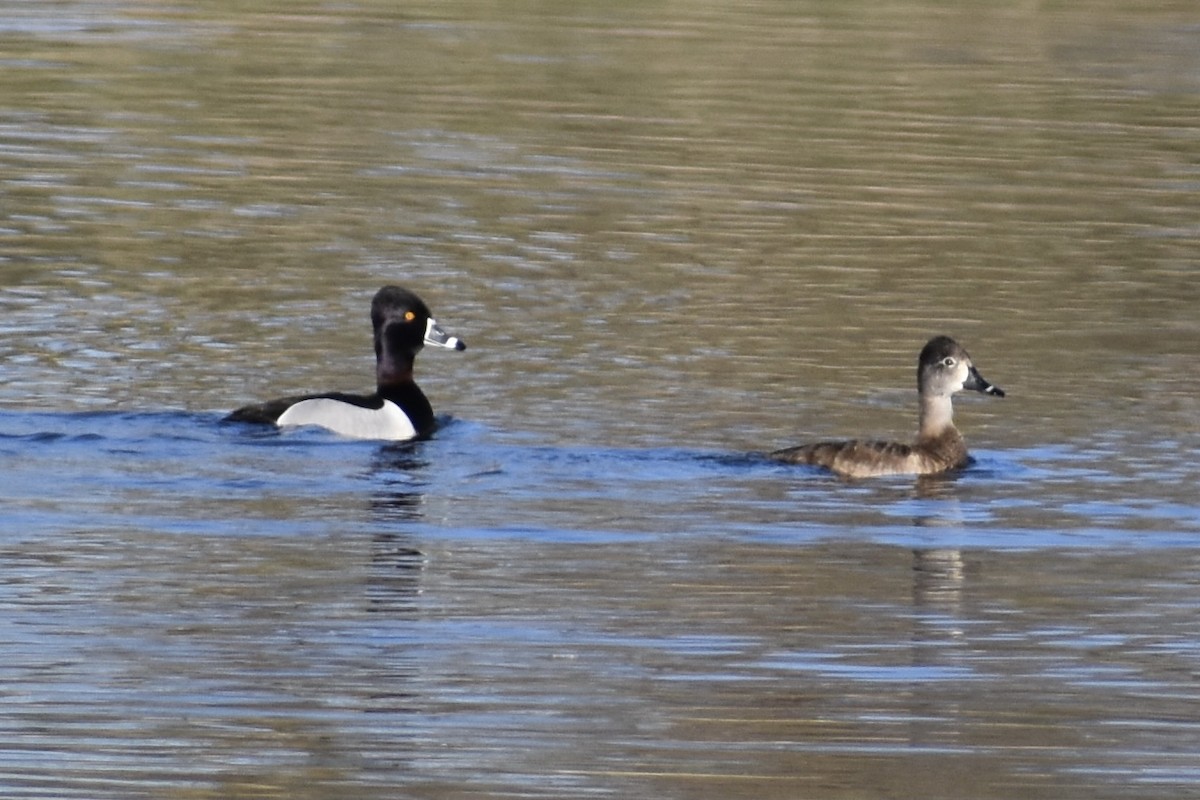 Ring-necked Duck - Nathan O'Reilly