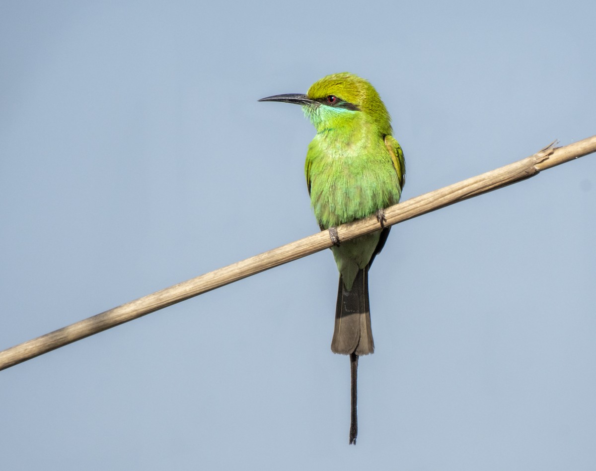 Asian Green Bee-eater - ML322143981