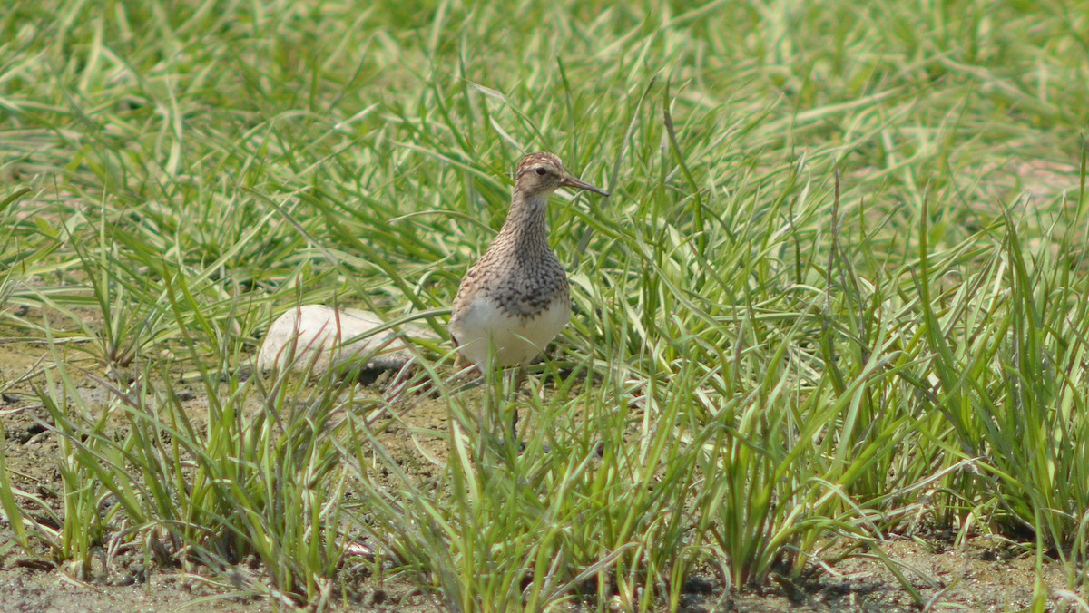 Pectoral Sandpiper - Carl Winstead