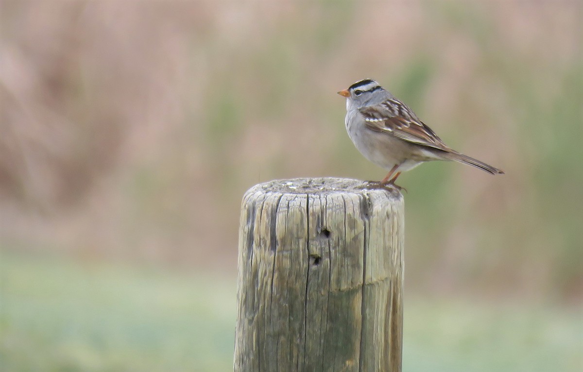 White-crowned Sparrow (Gambel's) - ML322144771