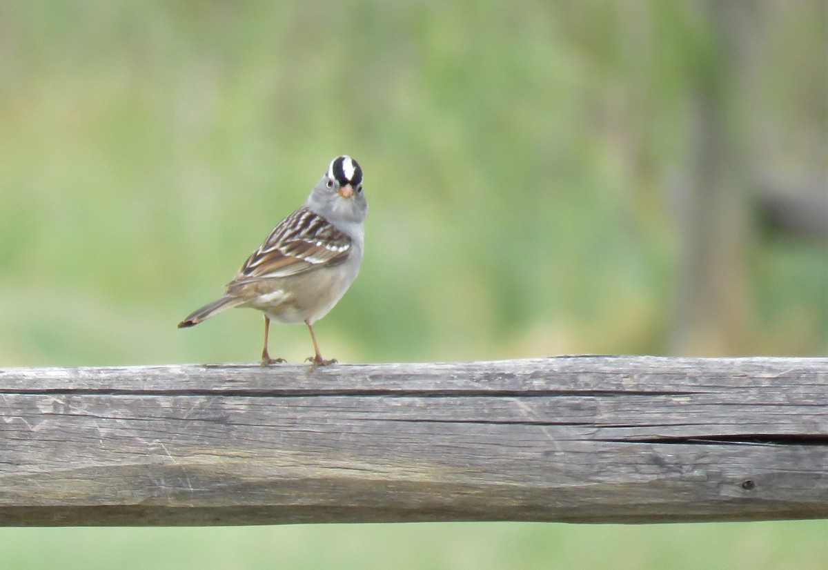 White-crowned Sparrow (Gambel's) - ML322144801