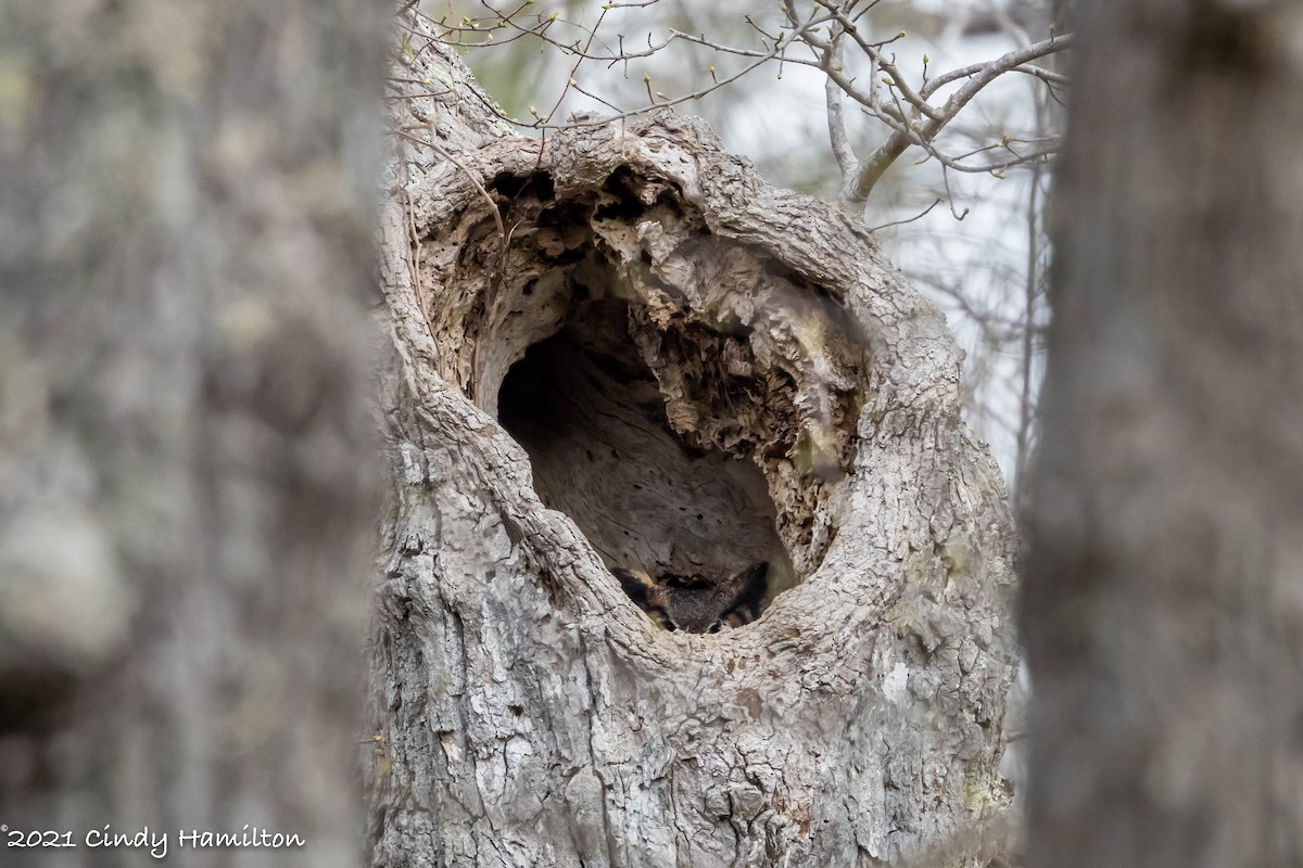 Great Horned Owl - ML322145071