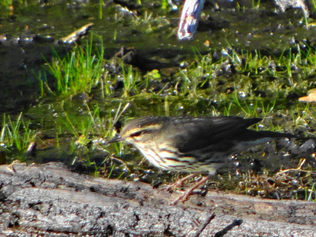 Northern Waterthrush - ML32214601