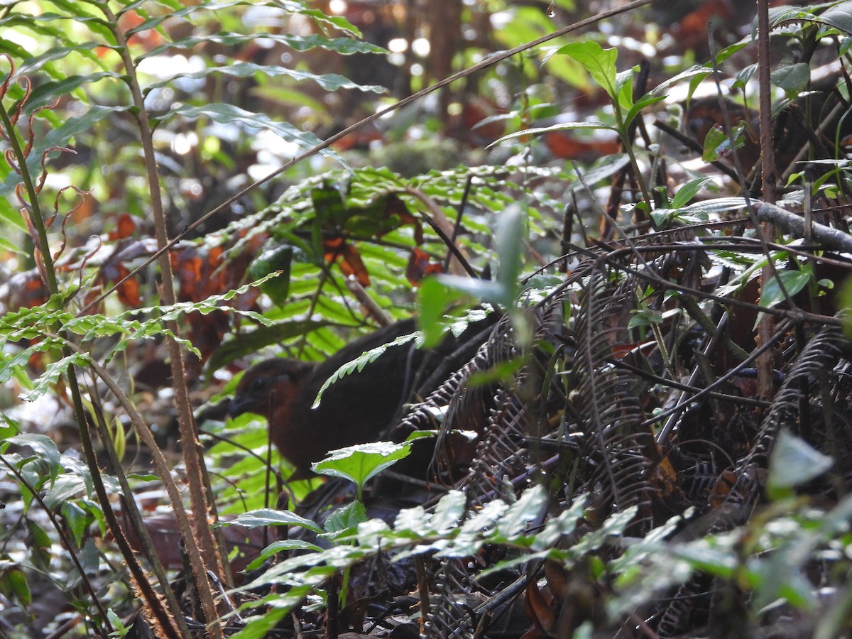 Chestnut Wood-Quail - Abel Atehortua