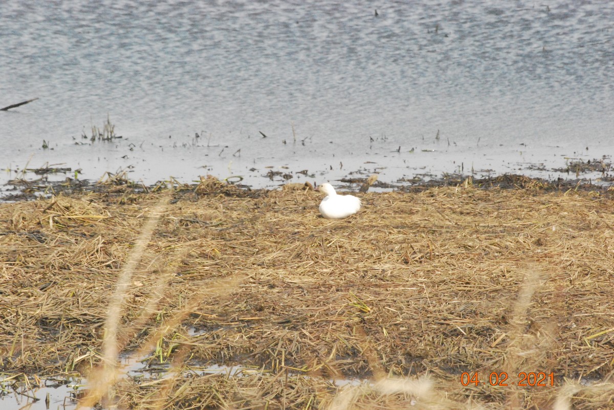 Snow Goose - ML322148261