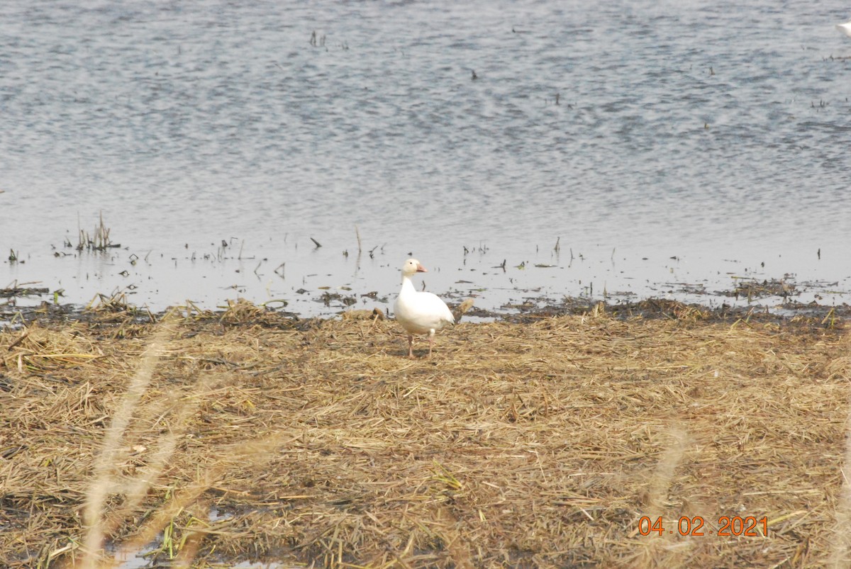 Snow Goose - ML322148331