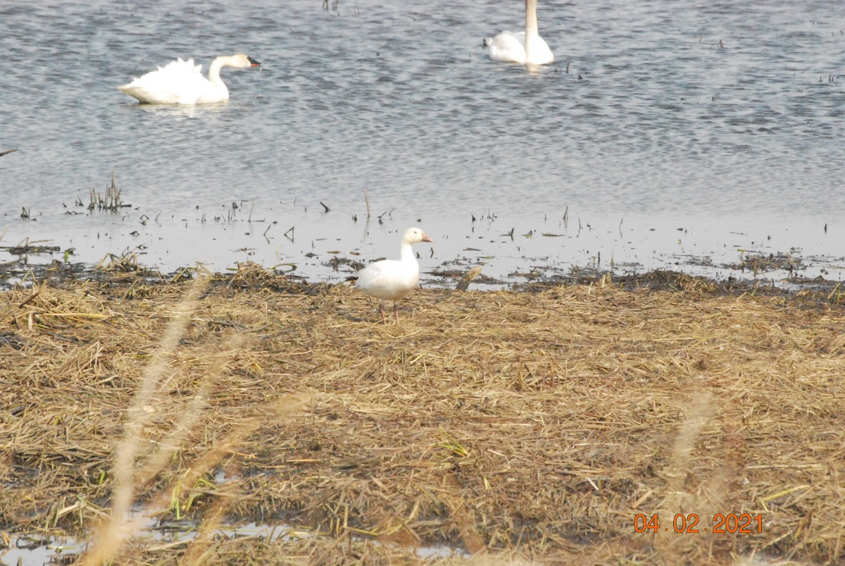 Snow Goose - ML322148411