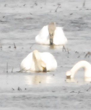 Tundra Swan - ML322148431