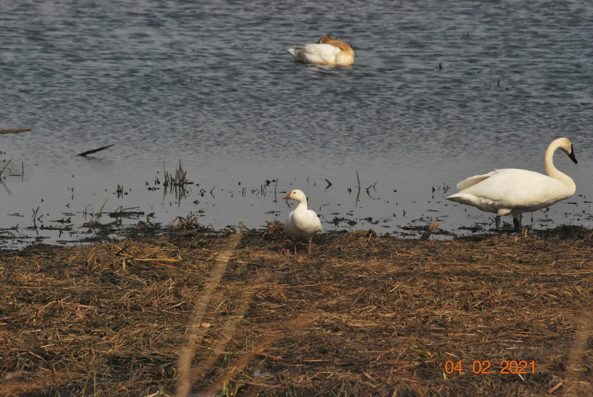 Snow Goose - ML322148461