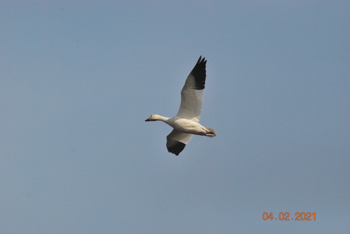 Snow Goose - ML322148471