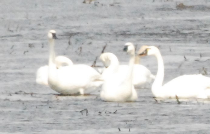 Tundra Swan - ML322148511