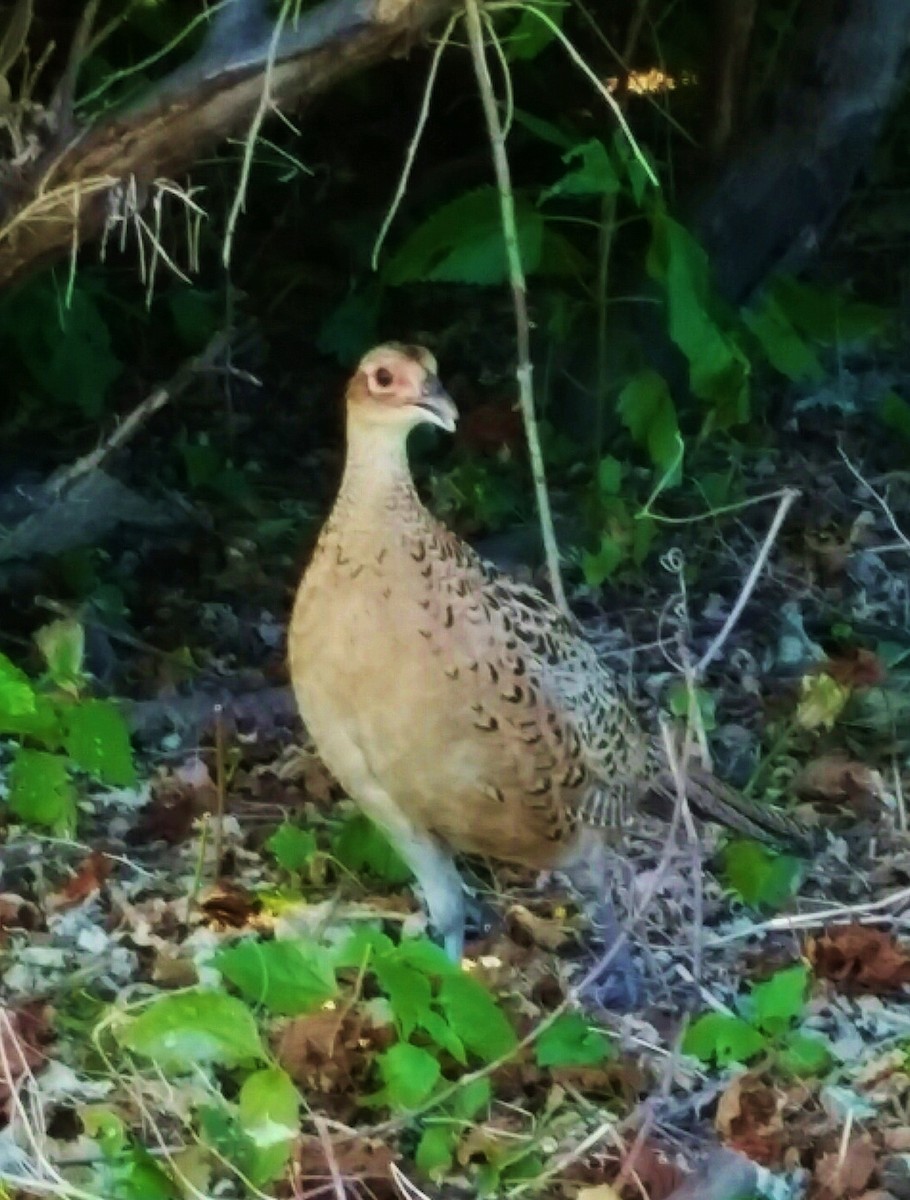 Ring-necked Pheasant - ML32215121