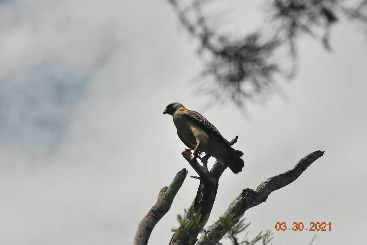 Red-shouldered Hawk - ML322152291