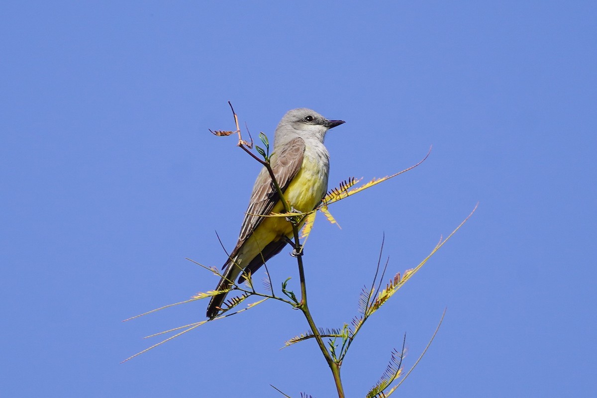 Western Kingbird - ML322154731