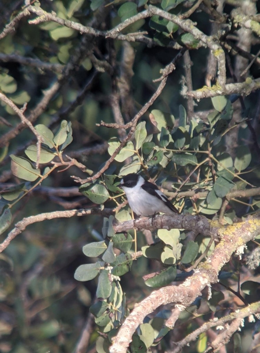 Collared Flycatcher - ML322156781