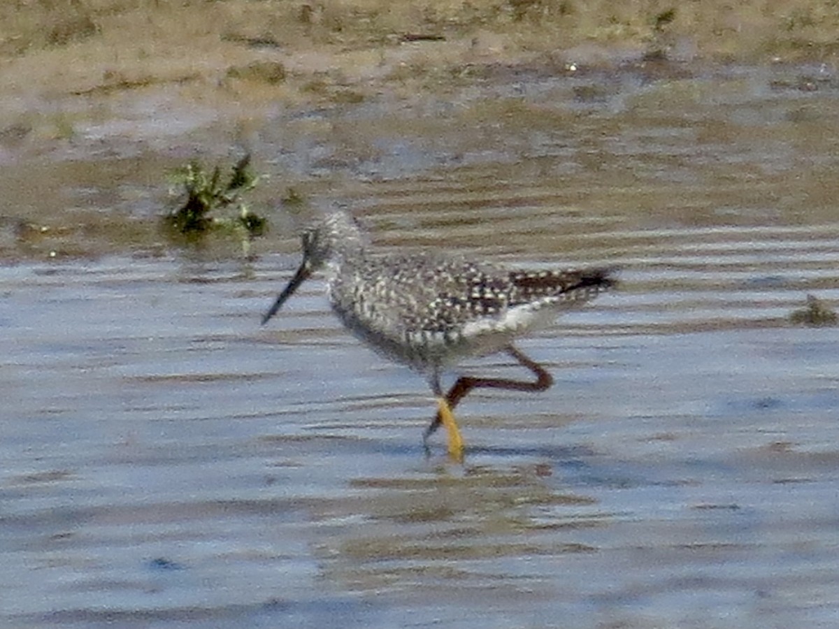 Greater Yellowlegs - Gary Langell