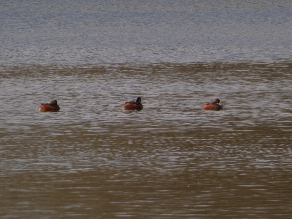 Халтар шунгуур - ML322159461