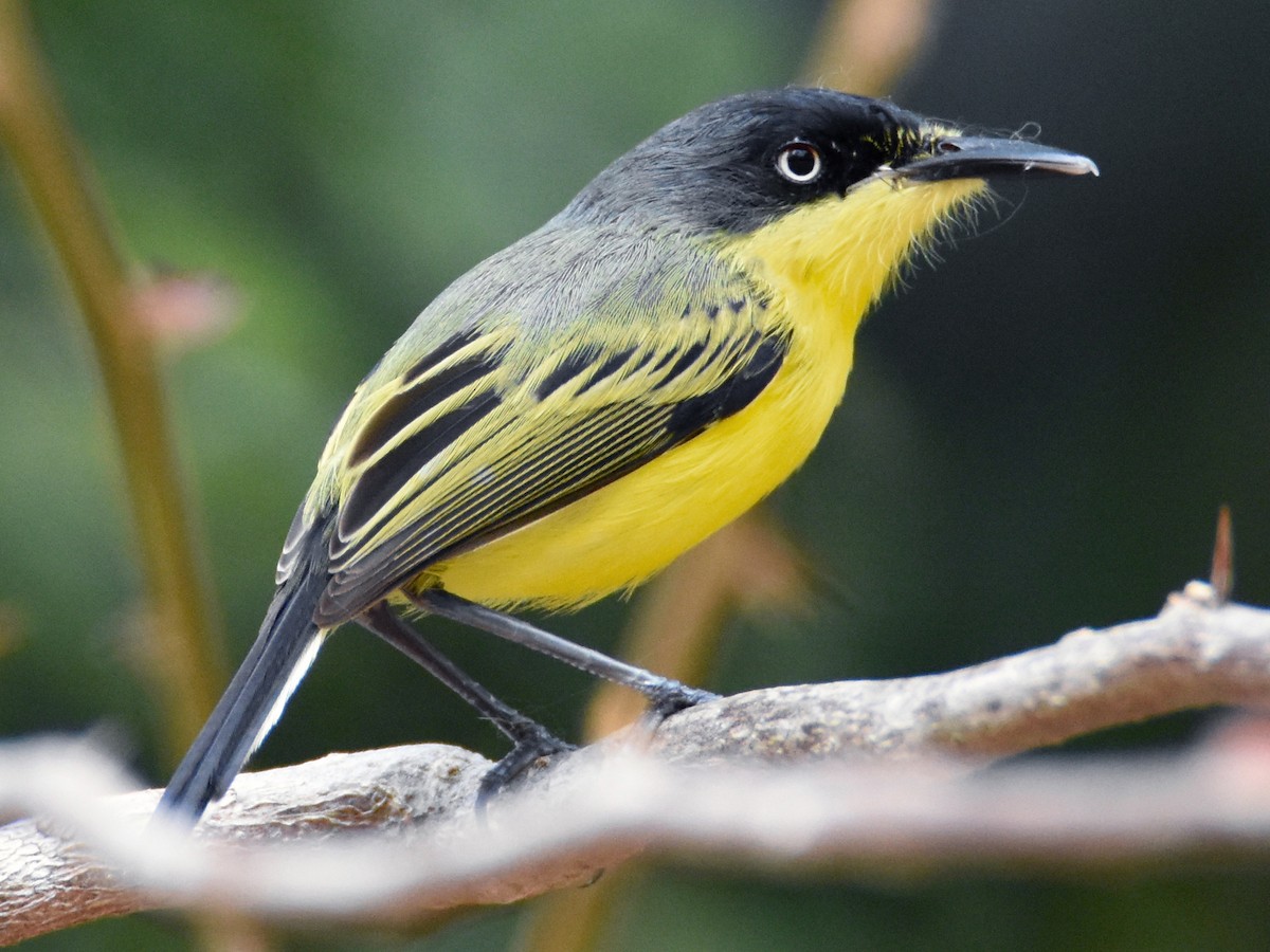 Common Tody-Flycatcher