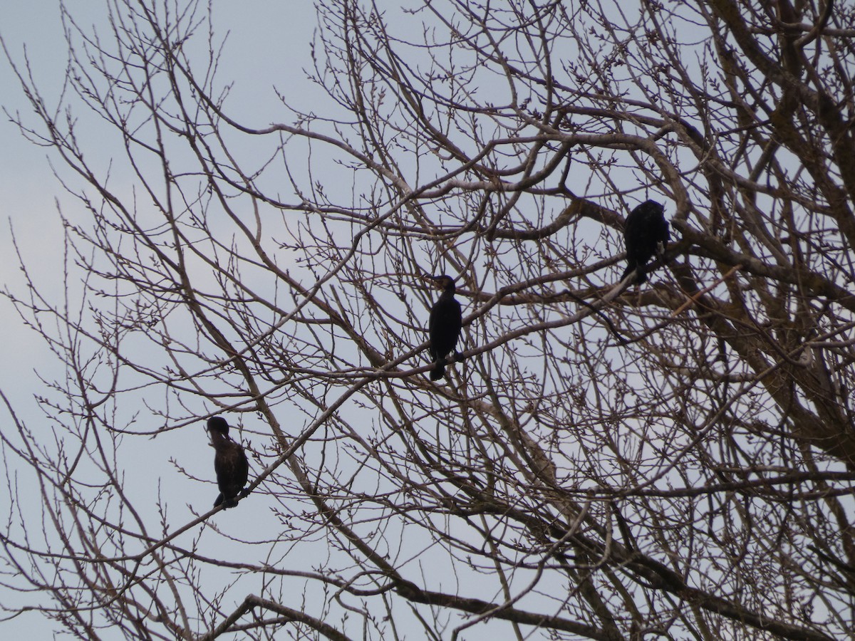 Тураг гогой - ML322159861