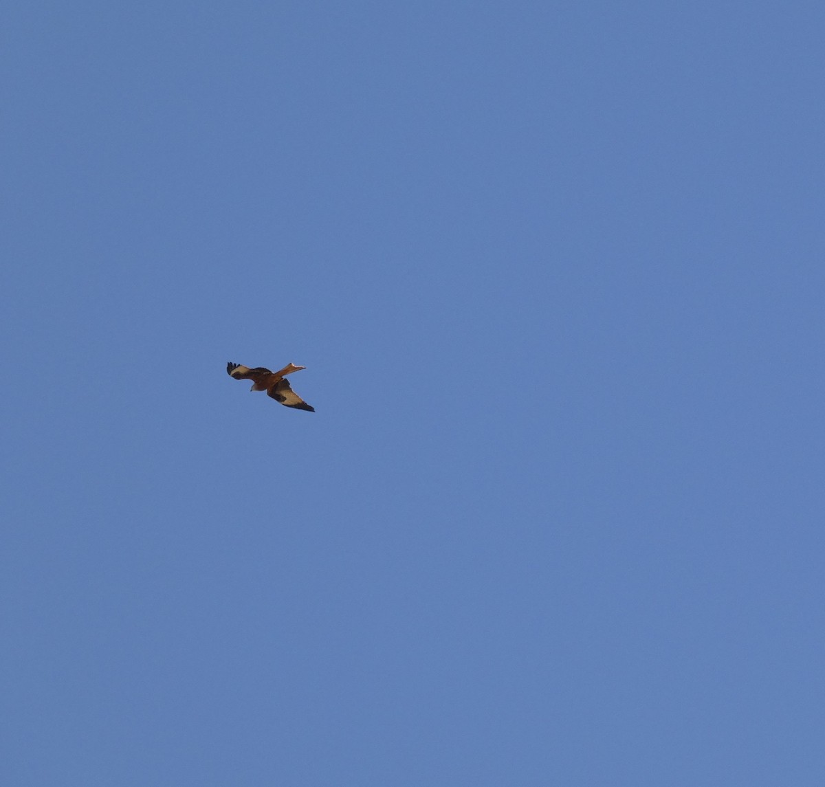 Red Kite - ML322159881