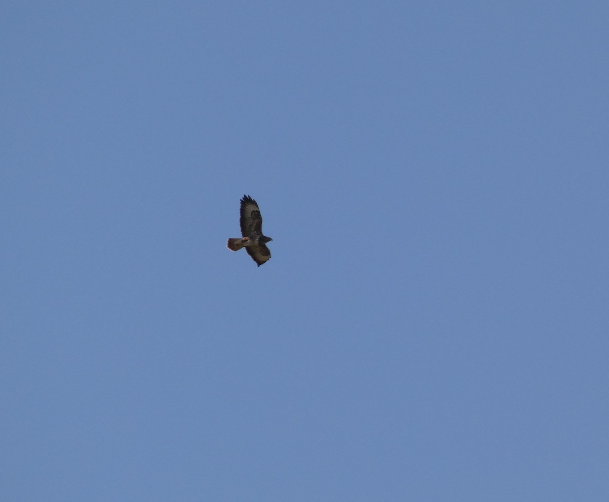 Common Buzzard - ML322159921