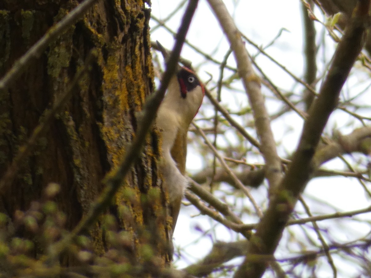 Eurasian Green Woodpecker - ML322160001