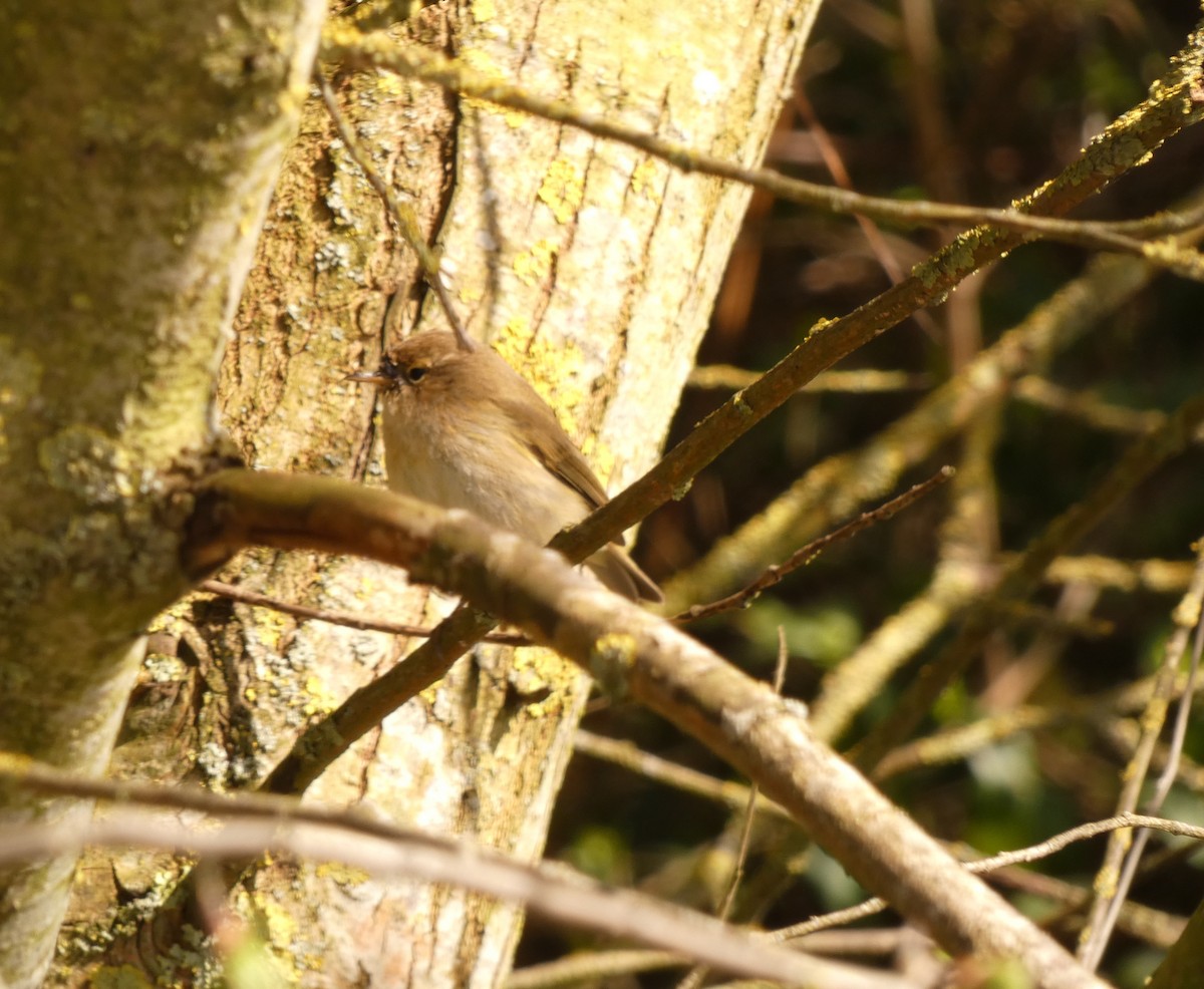 Урианхайн дууч шувуу - ML322160031