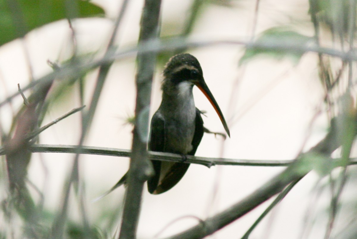 Phaethornis sp. - ML322160691