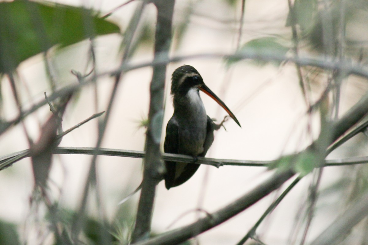 Phaethornis sp. - ML322160701