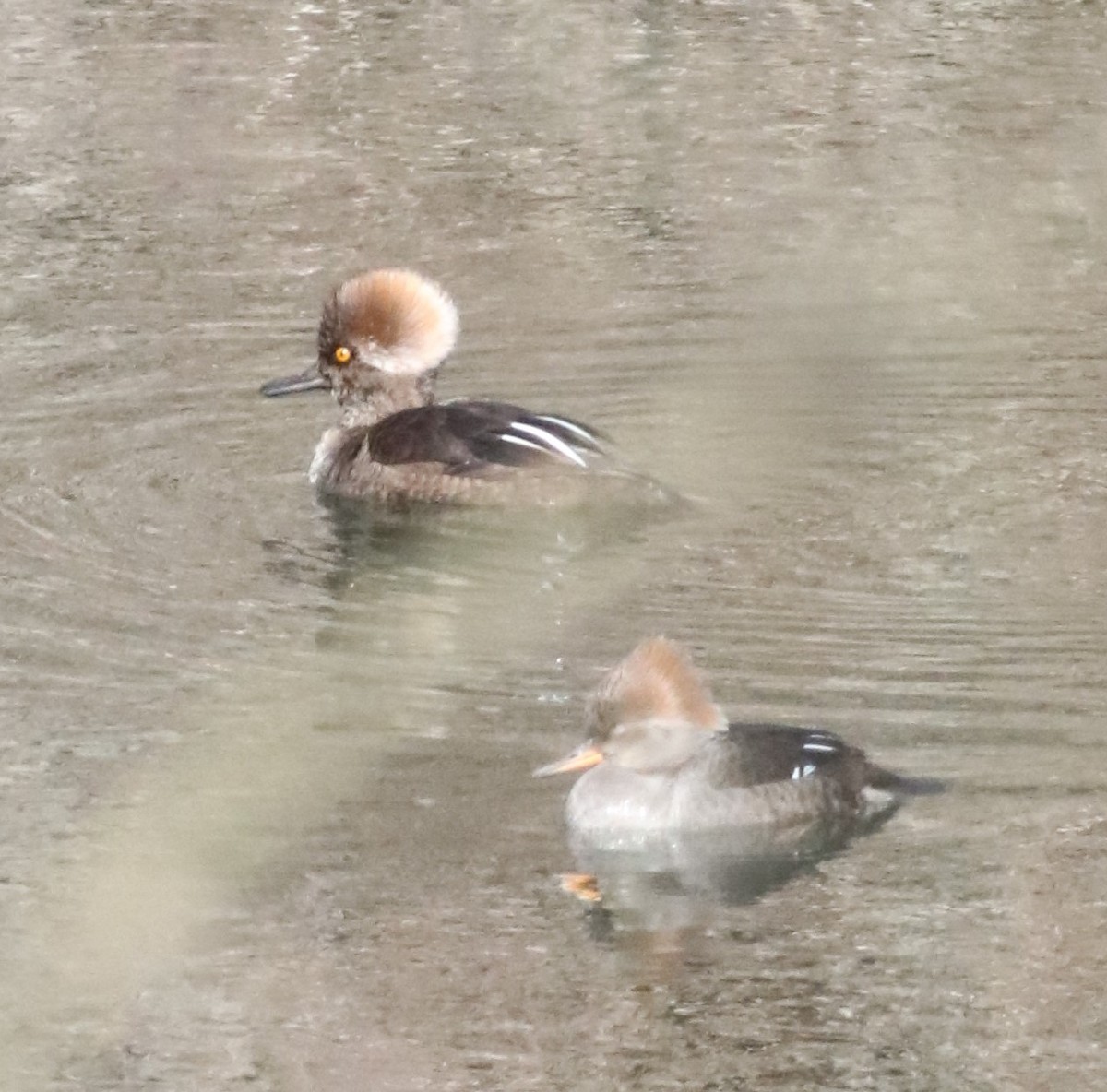 Hooded Merganser - ML322160991
