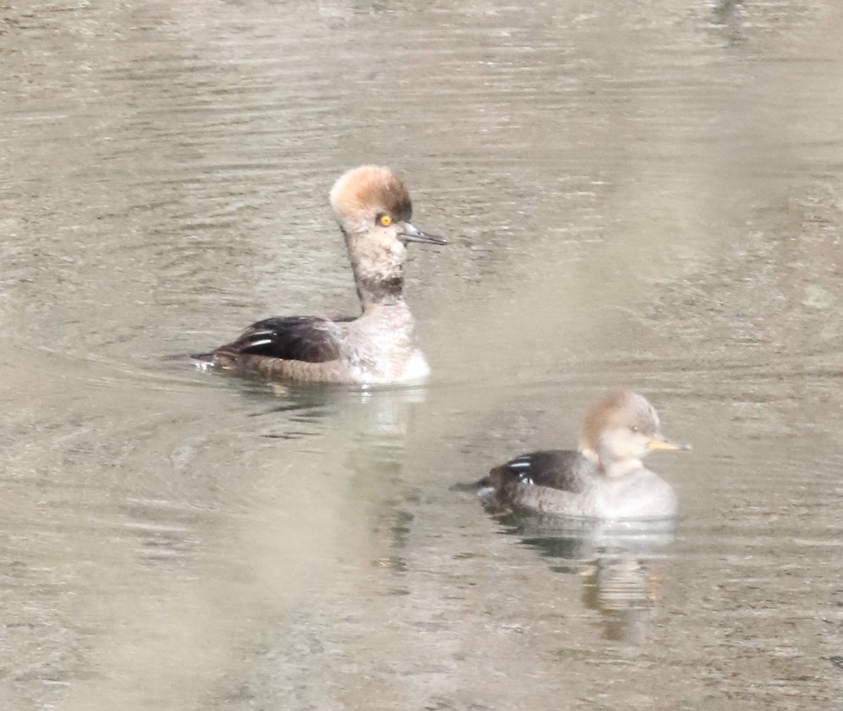 Hooded Merganser - ML322161011