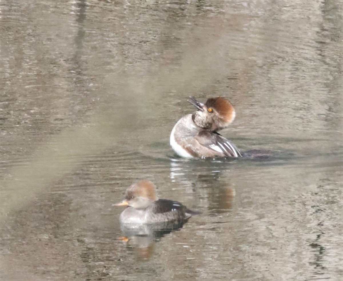 Hooded Merganser - ML322161041